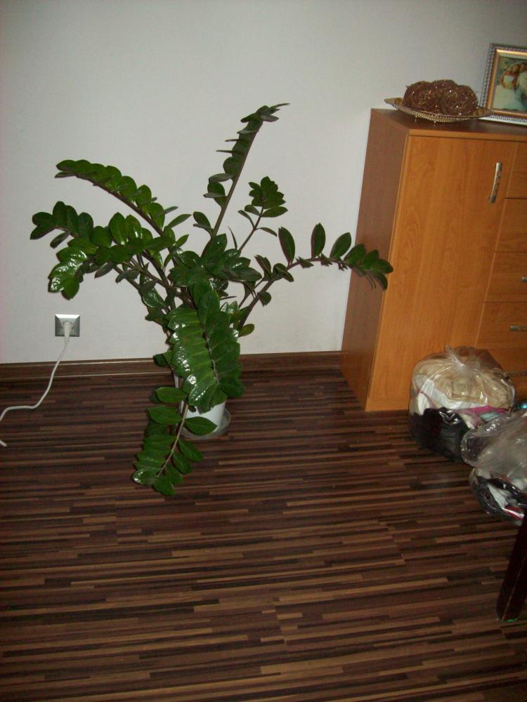 W naszym salonie, zdjęcie 35