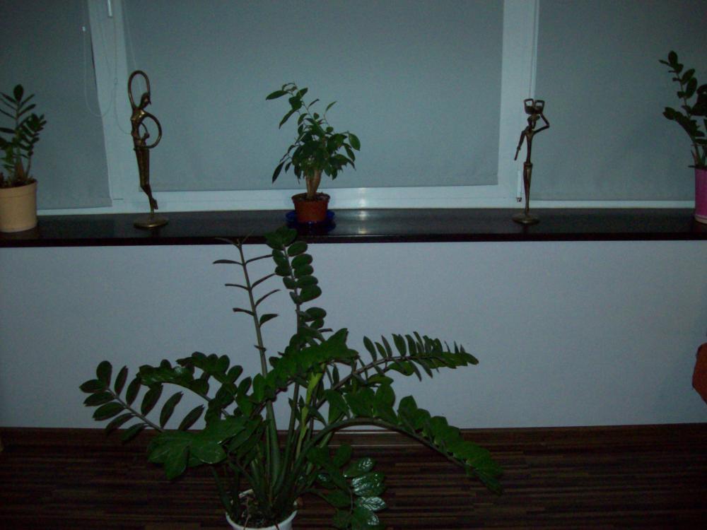 W naszym salonie, zdjęcie 25