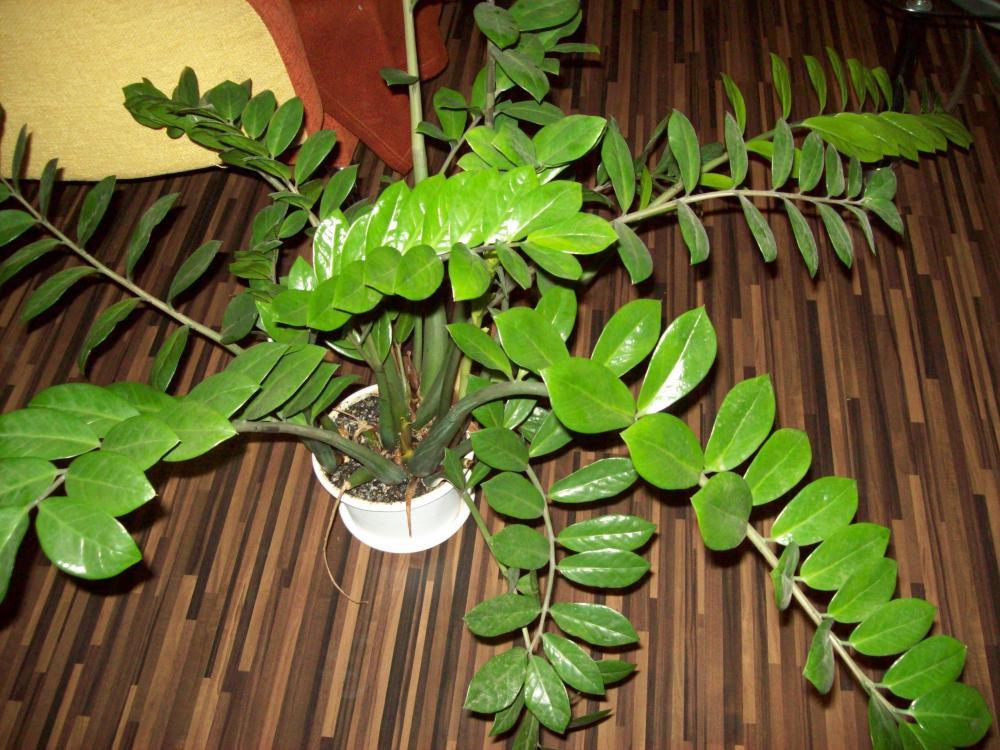 W naszym salonie, zdjęcie 43