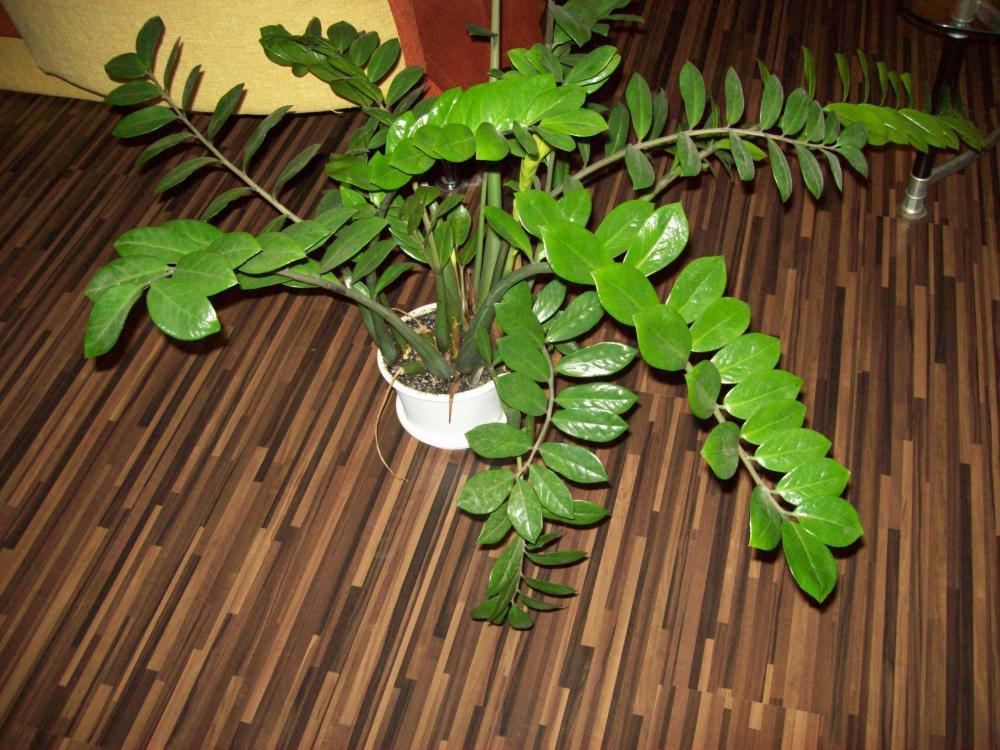 W naszym salonie, zdjęcie 42