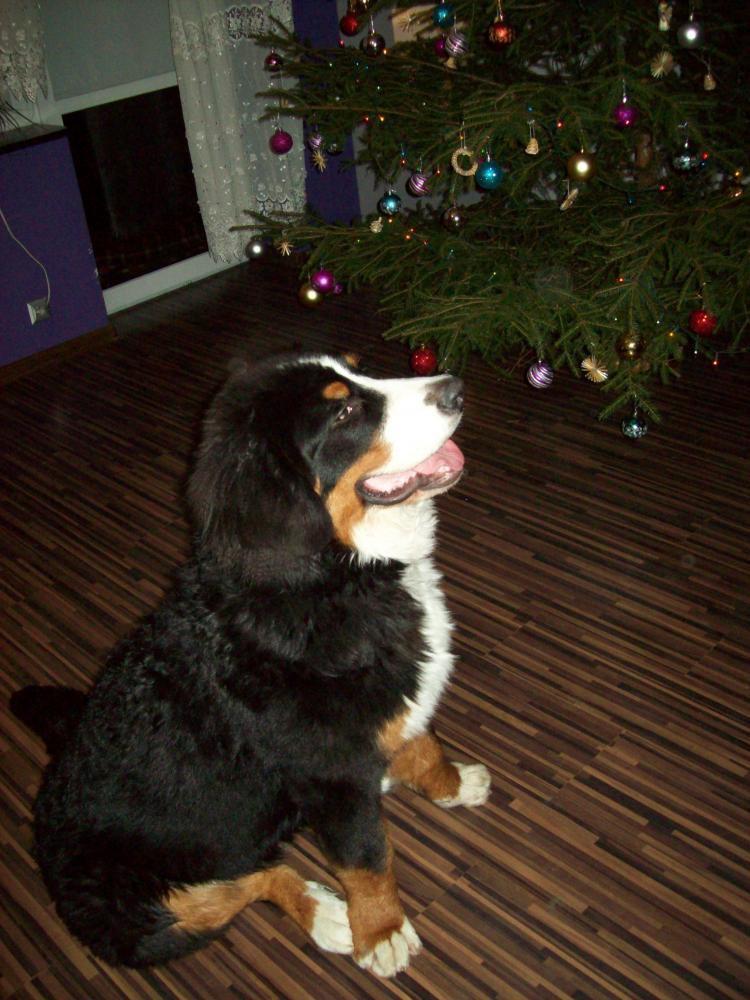 Świąteczna atmosfera, zdjęcie 1