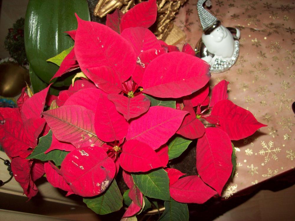 Świąteczna atmosfera, zdjęcie 11