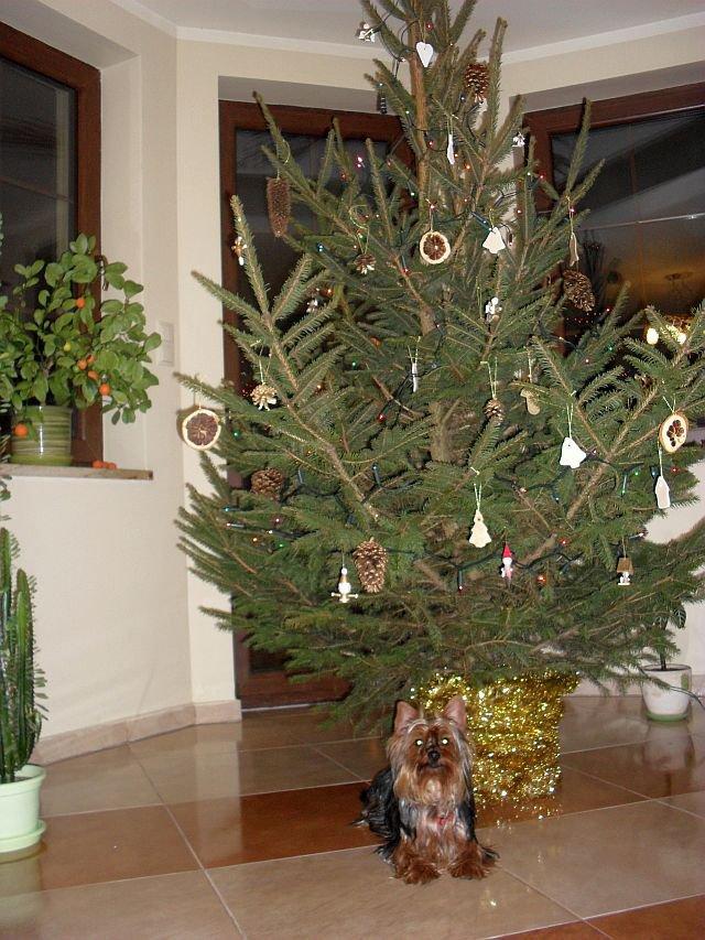 Święta w naszym magicznym domku, zdjęcie 14