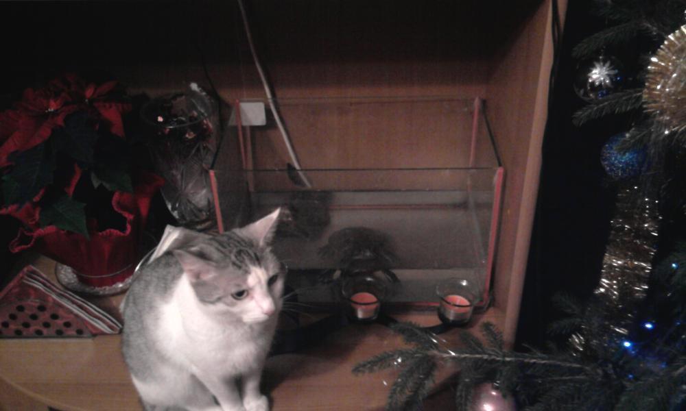 moje podwórko i nie tylko podczas świąt , zdjęcie 16