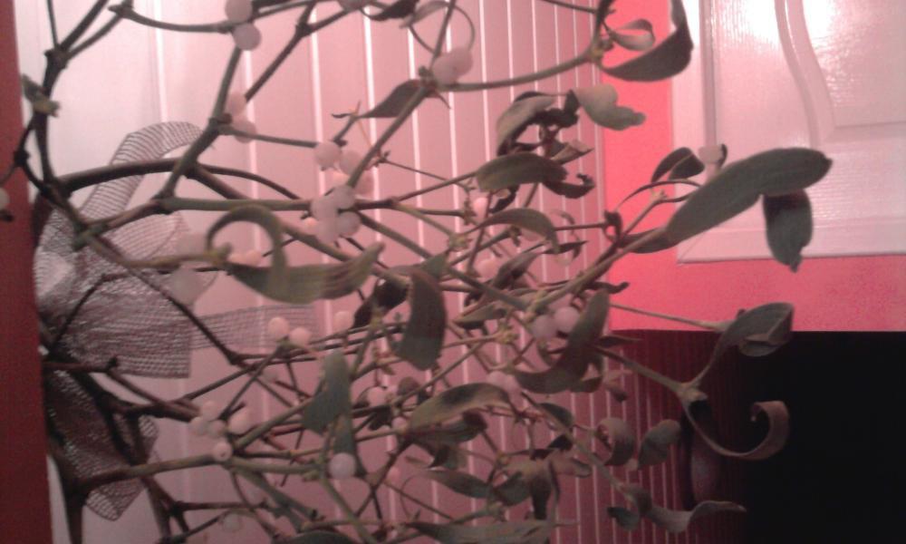 moje podwórko i nie tylko podczas świąt , zdjęcie 3