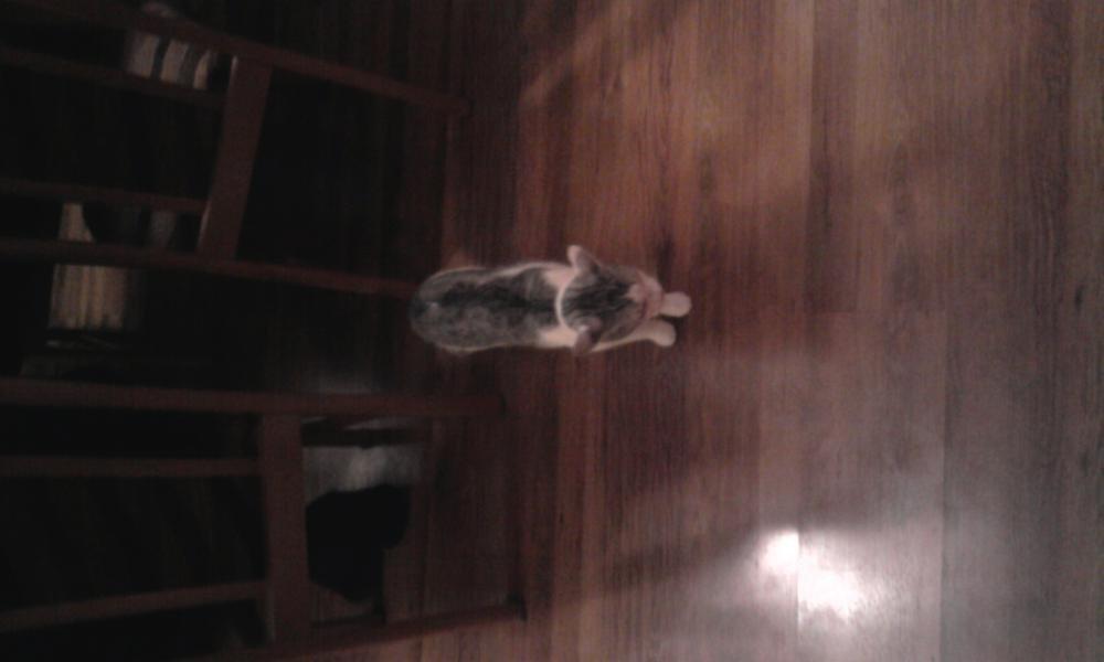 moje podwórko i nie tylko podczas świąt , zdjęcie 4