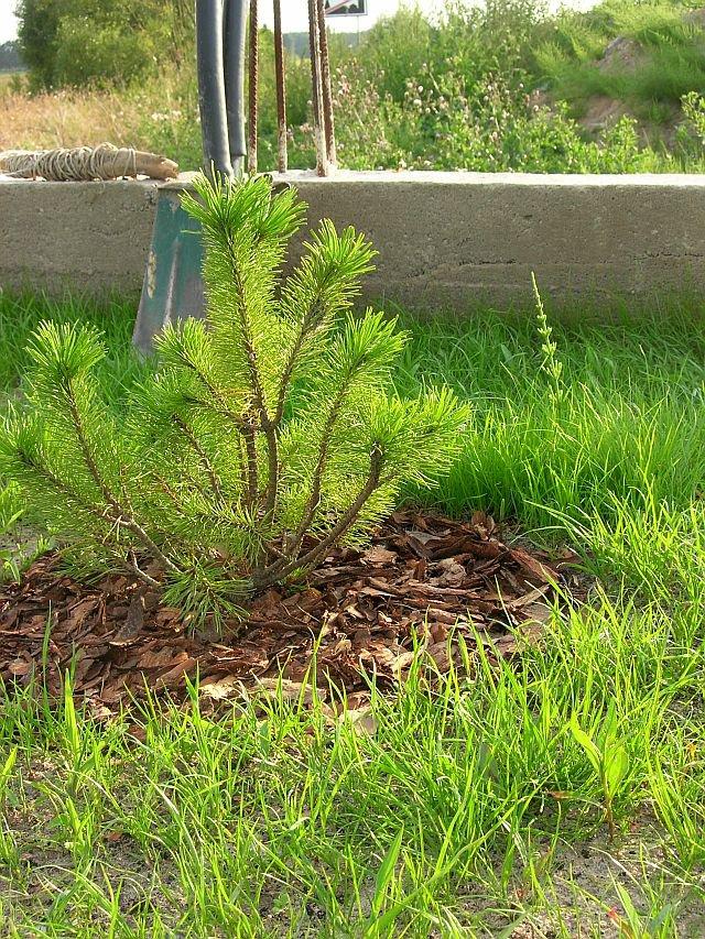 Wspomnienie lata, czyli zakładanie ogrodu, zdjęcie 8