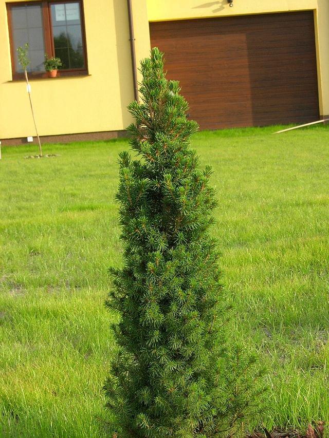 Wspomnienie lata, czyli zakładanie ogrodu, zdjęcie 9