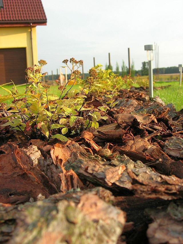 Wspomnienie lata, czyli zakładanie ogrodu, zdjęcie 2