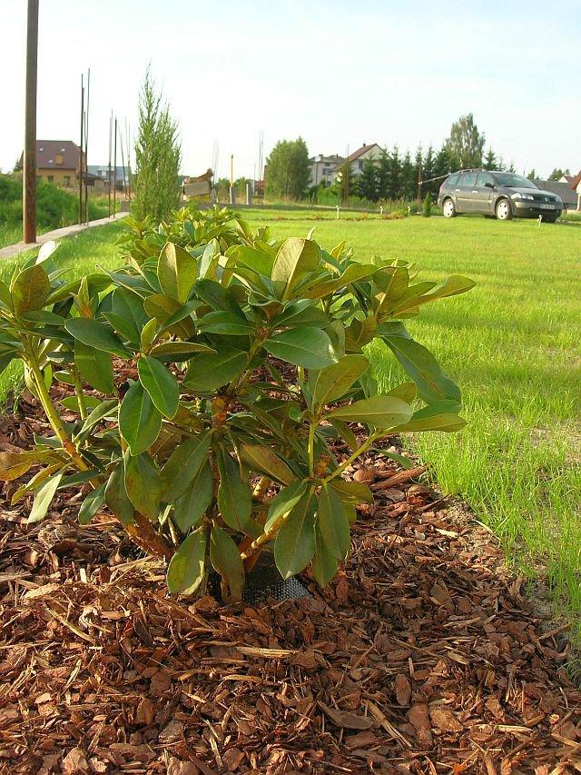 Wspomnienie lata, czyli zakładanie ogrodu, zdjęcie 7