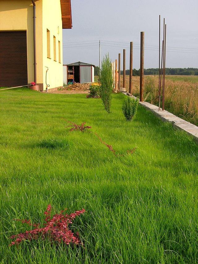 Wspomnienie lata, czyli zakładanie ogrodu, zdjęcie 4