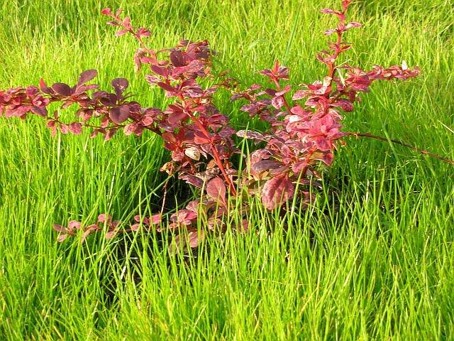 Wspomnienie lata, czyli zakładanie ogrodu, zdjęcie 1