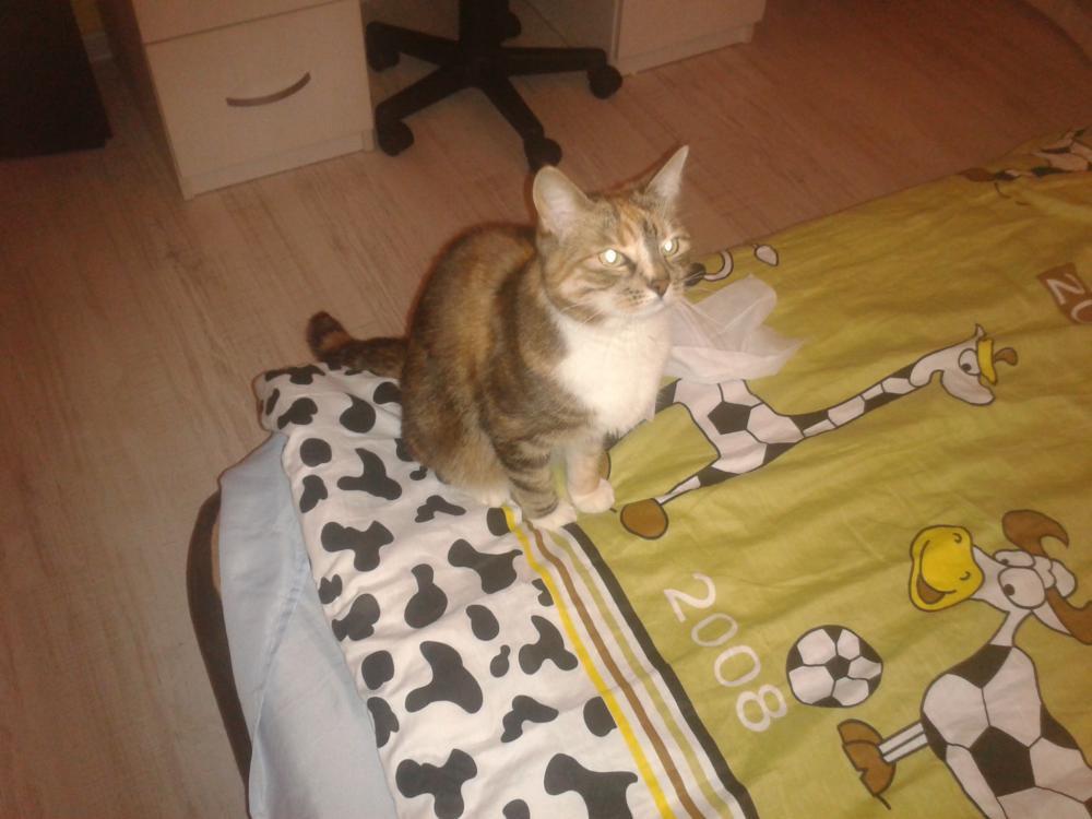 Królestwo Michała:):), zdjęcie 9