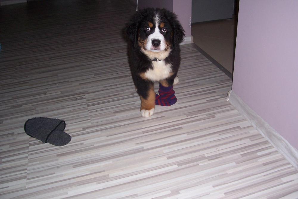 Nasz malutki Lary, zdjęcie 5