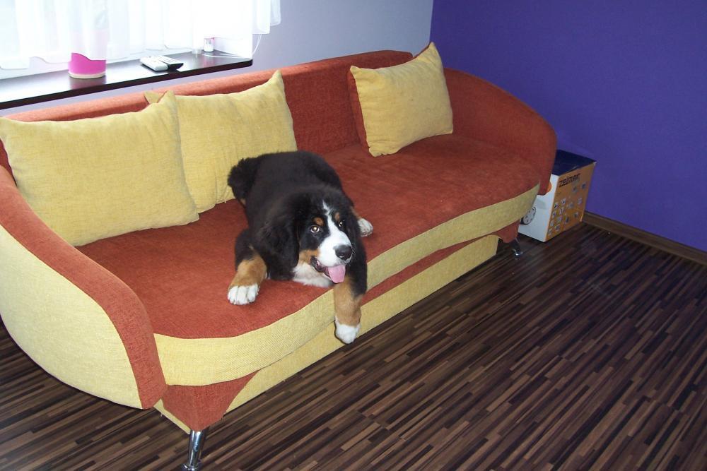 Nasz malutki Lary, zdjęcie 6