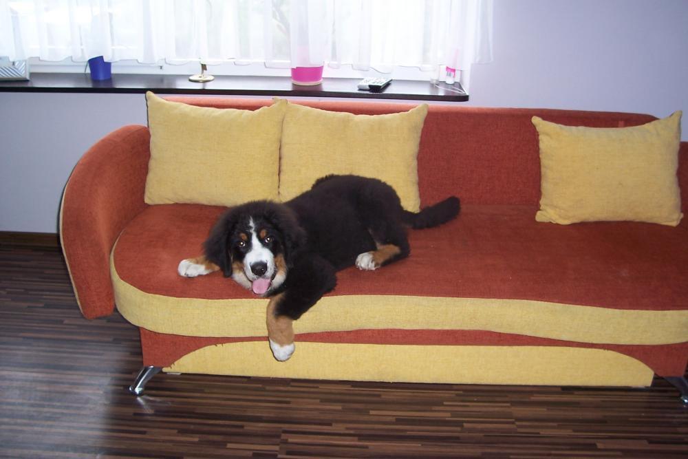 Nasz malutki Lary, zdjęcie 10