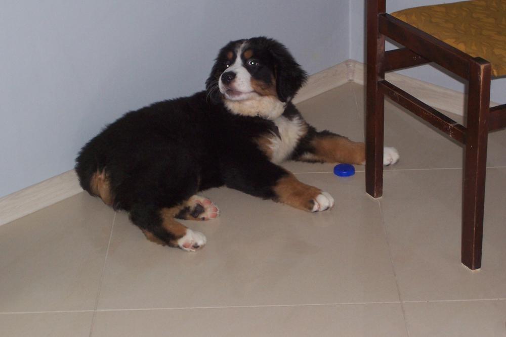 Nasz malutki Lary, zdjęcie 3