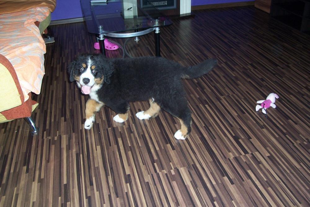 Nasz malutki Lary, zdjęcie 2