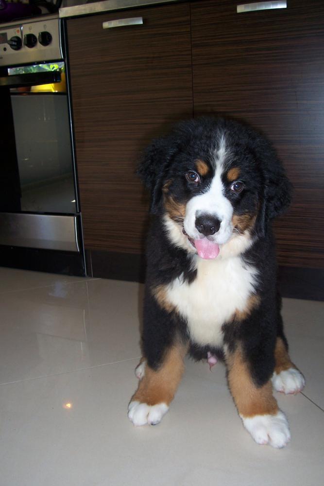 Nasz malutki Lary, zdjęcie 7