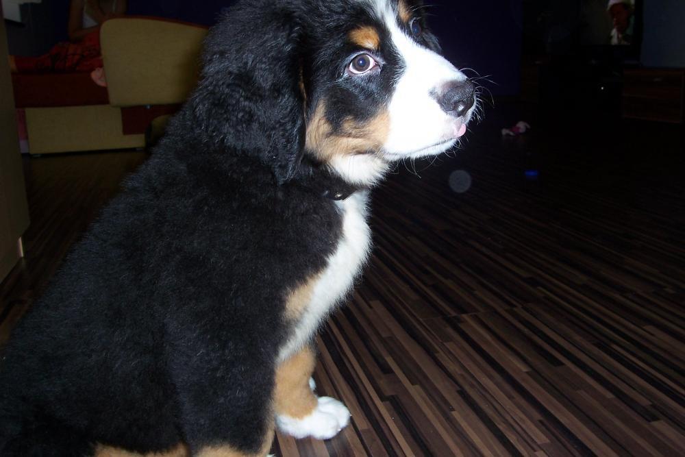 Nasz malutki Lary, zdjęcie 8