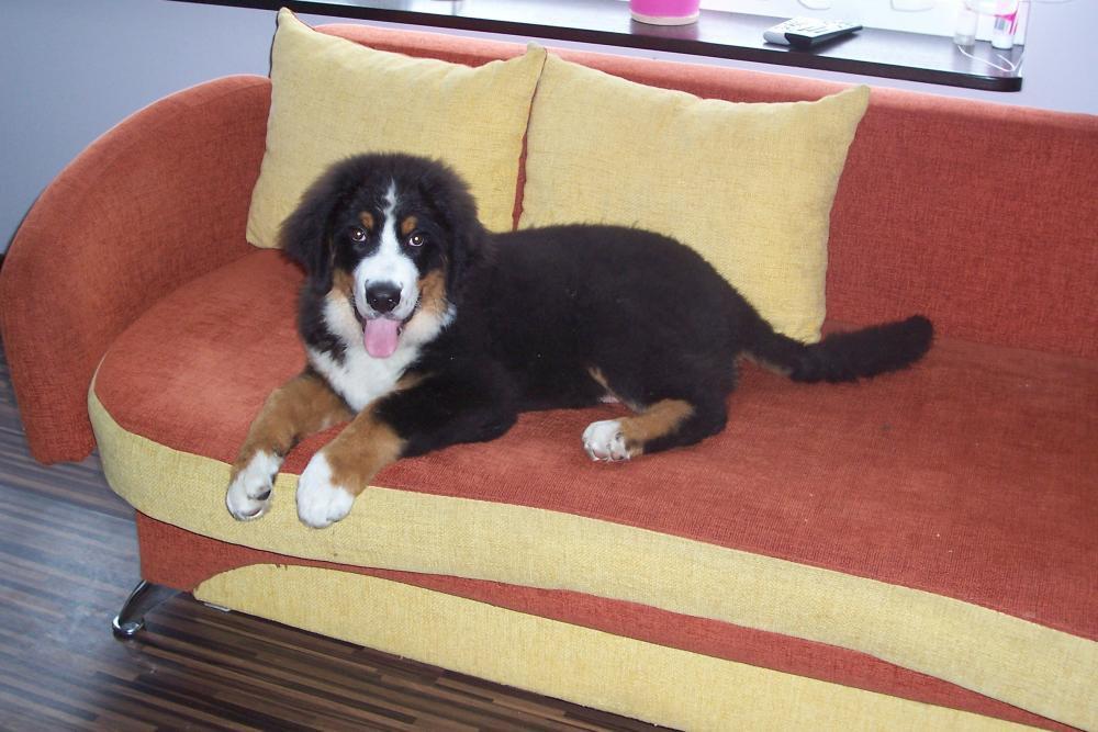 Nasz malutki Lary, zdjęcie 9