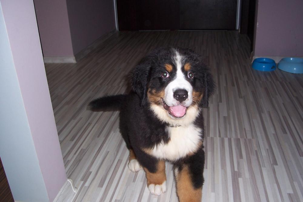 Nasz malutki Lary, zdjęcie 4