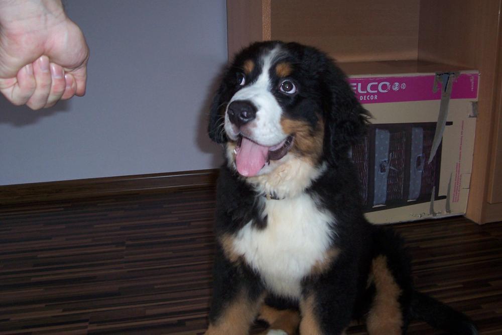 Nasz malutki Lary, zdjęcie 1