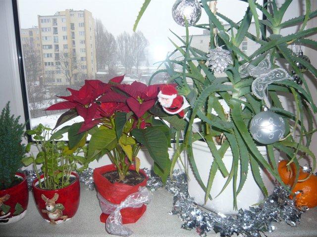 W moim magicznym domku, zdjęcie 2