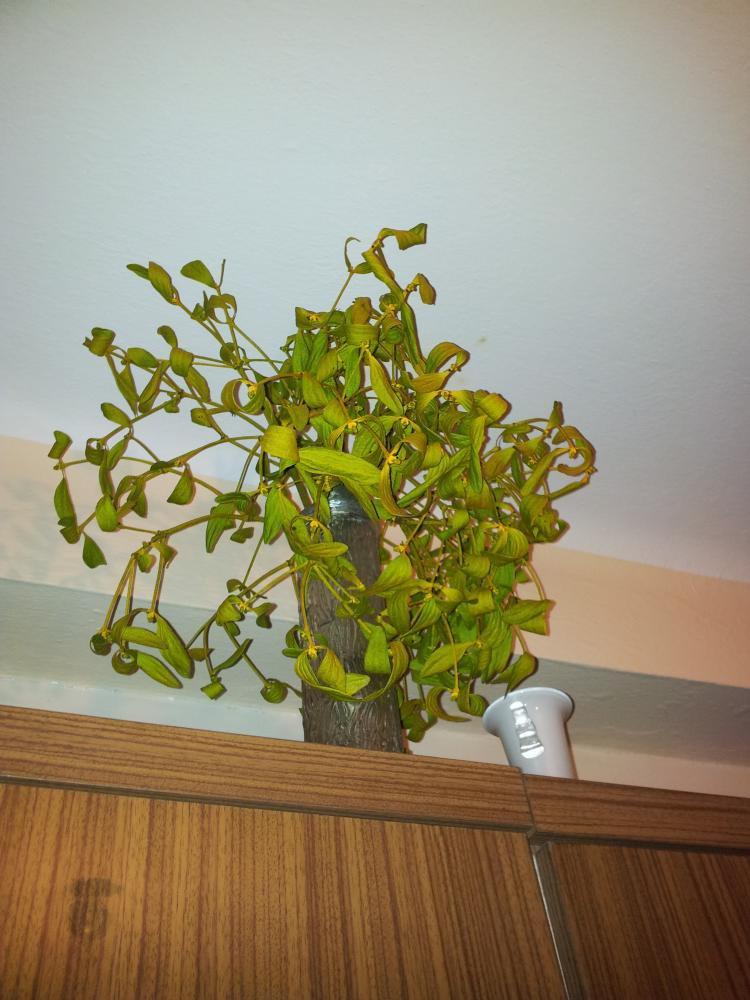 pyszne święta - uwielbiam to , zdjęcie 12