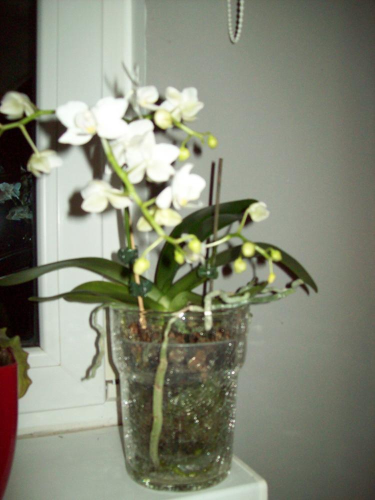 W moim domu na dobre zadomowiła się wiosna :), zdjęcie 5