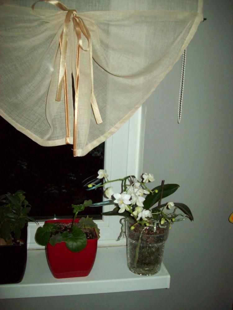 W moim domu na dobre zadomowiła się wiosna :), zdjęcie 35