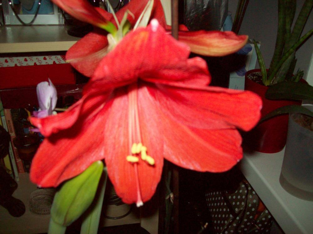 W moim domu na dobre zadomowiła się wiosna :), zdjęcie 17