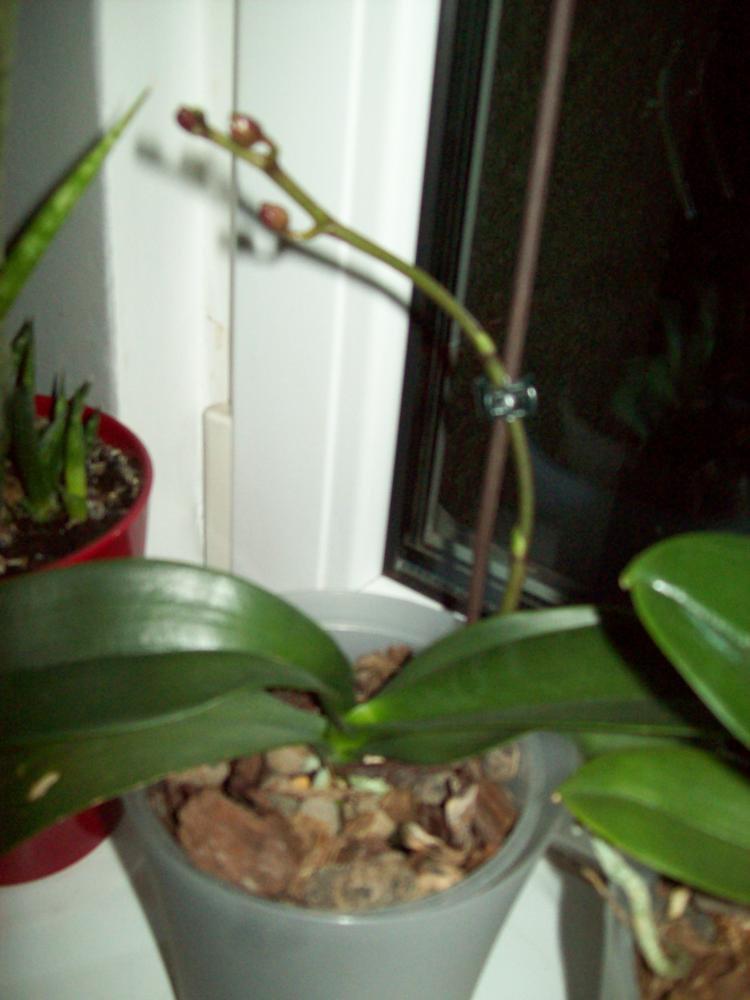 W moim domu na dobre zadomowiła się wiosna :), zdjęcie 36