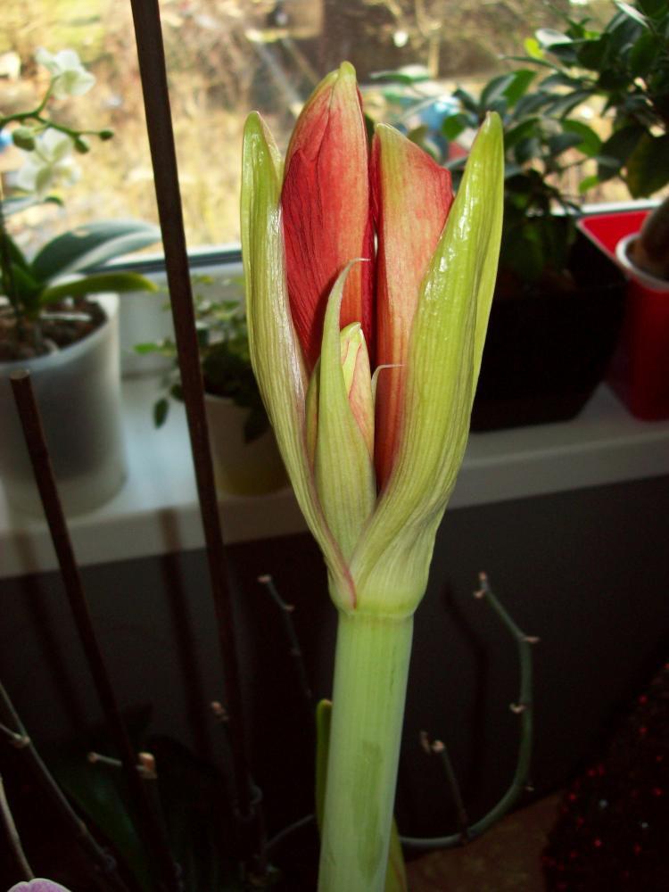 W moim domu na dobre zadomowiła się wiosna :), zdjęcie 16