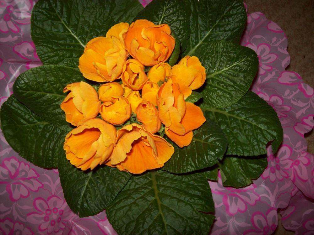 W moim domu na dobre zadomowiła się wiosna :), zdjęcie 44