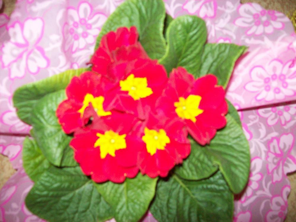 W moim domu na dobre zadomowiła się wiosna :), zdjęcie 21