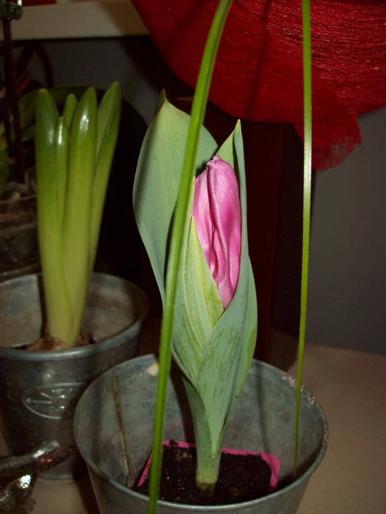 W moim domu na dobre zadomowiła się wiosna :), zdjęcie 19