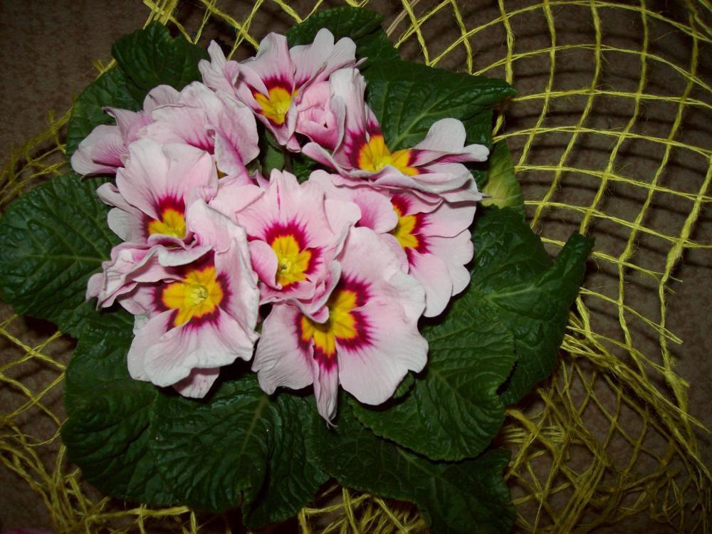 W moim domu na dobre zadomowiła się wiosna :), zdjęcie 15