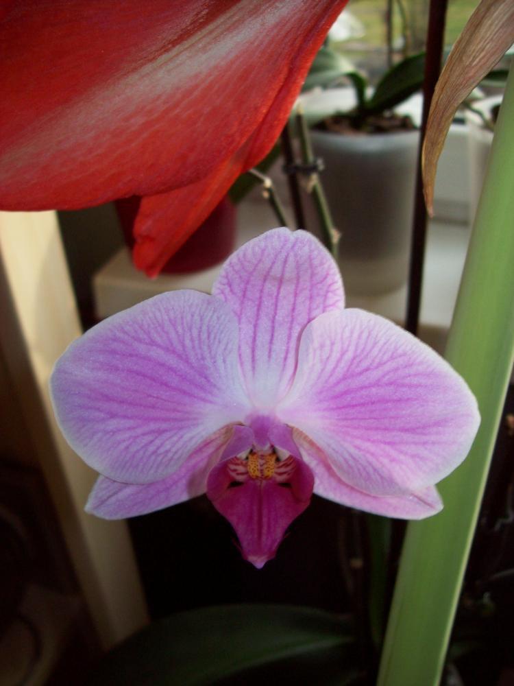 W moim domu na dobre zadomowiła się wiosna :), zdjęcie 48