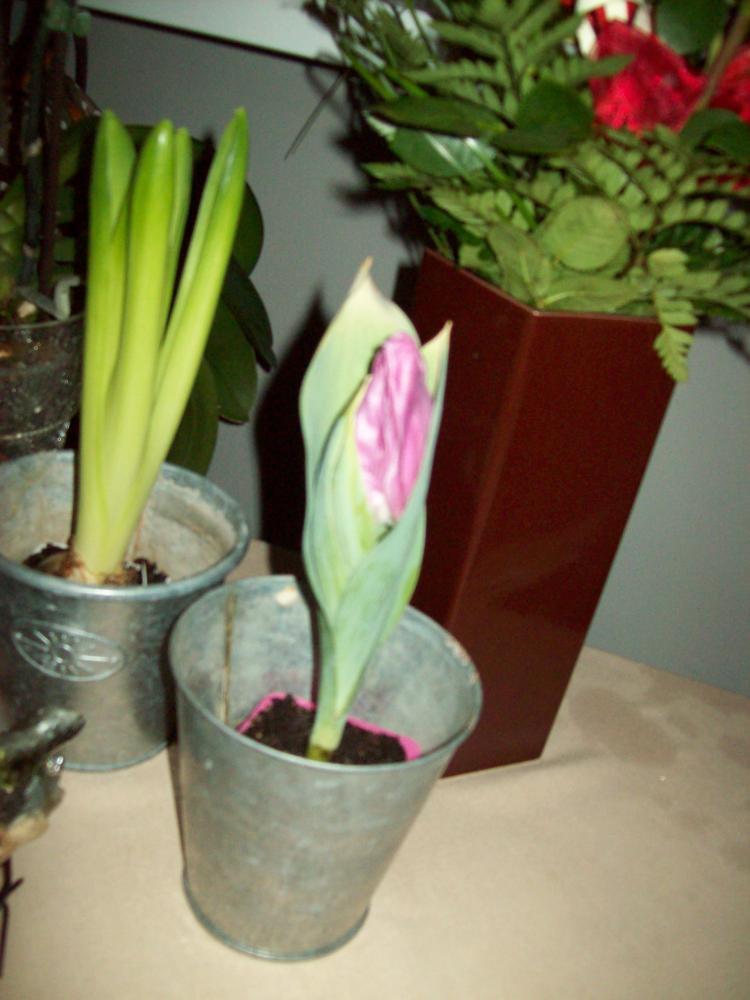 W moim domu na dobre zadomowiła się wiosna :), zdjęcie 3