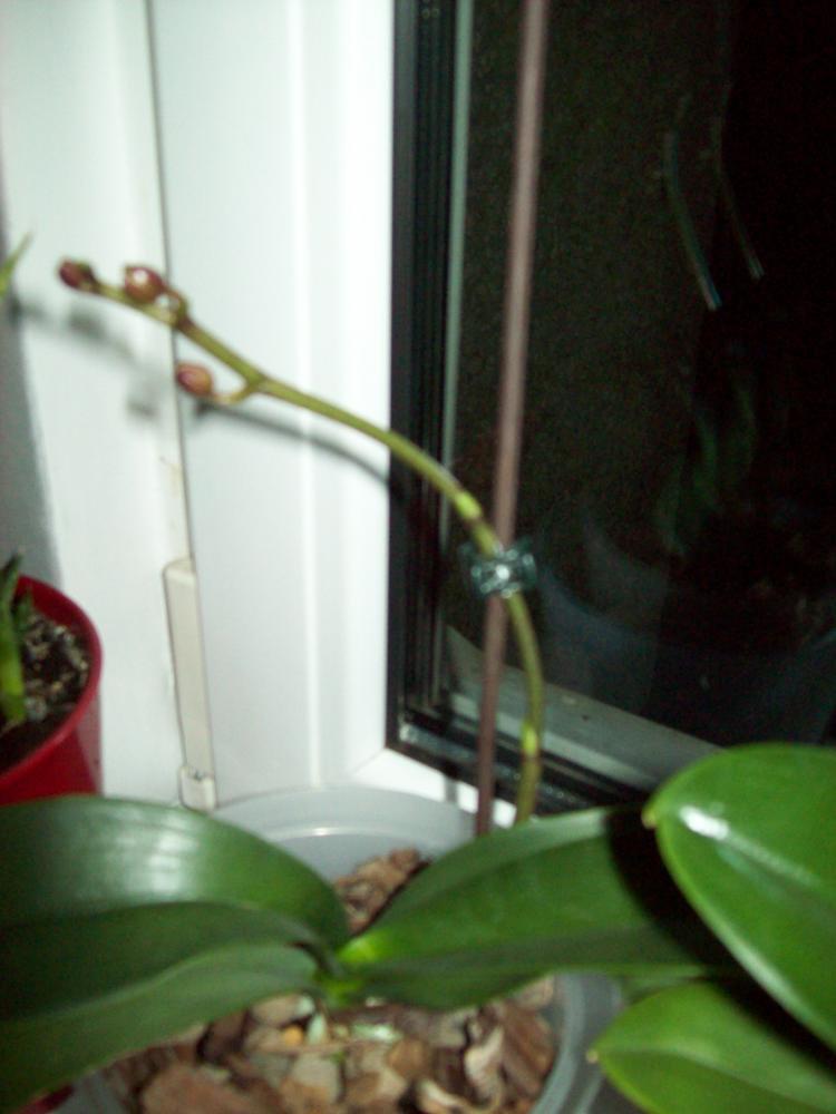 W moim domu na dobre zadomowiła się wiosna :), zdjęcie 14