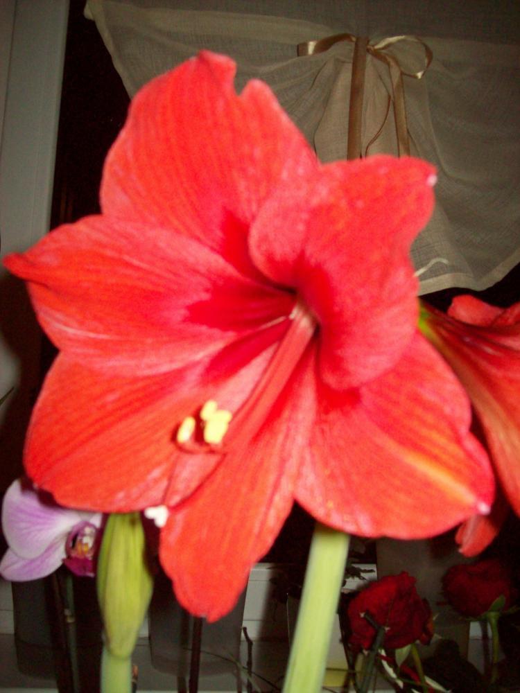 W moim domu na dobre zadomowiła się wiosna :), zdjęcie 2