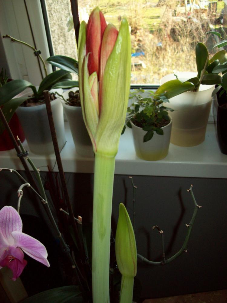 W moim domu na dobre zadomowiła się wiosna :), zdjęcie 33