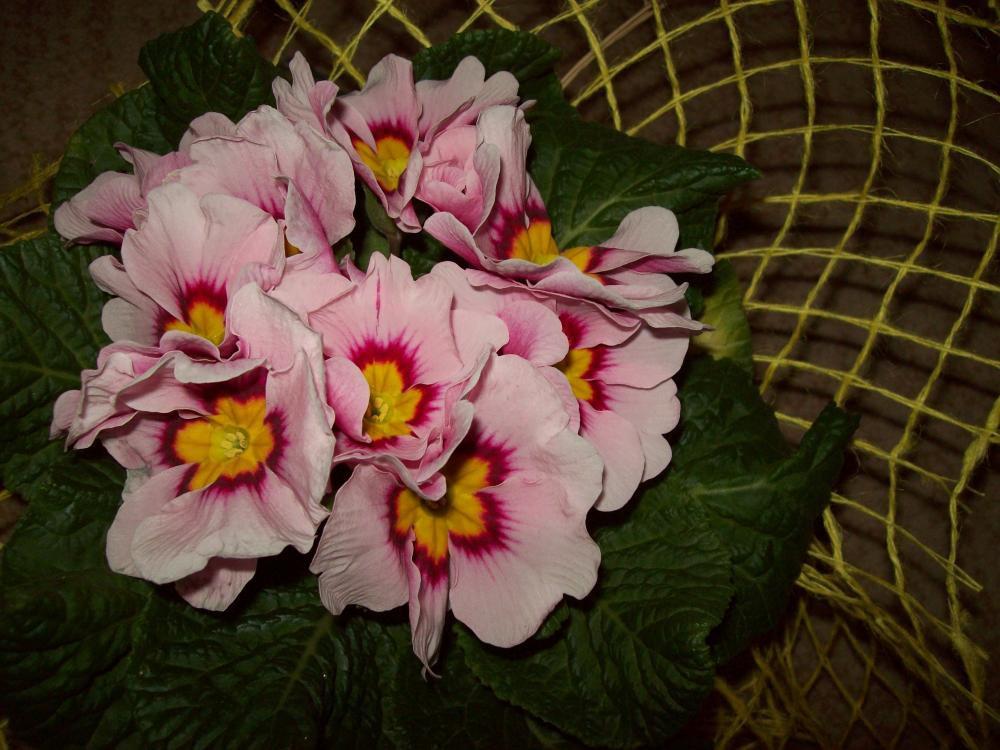 W moim domu na dobre zadomowiła się wiosna :), zdjęcie 46