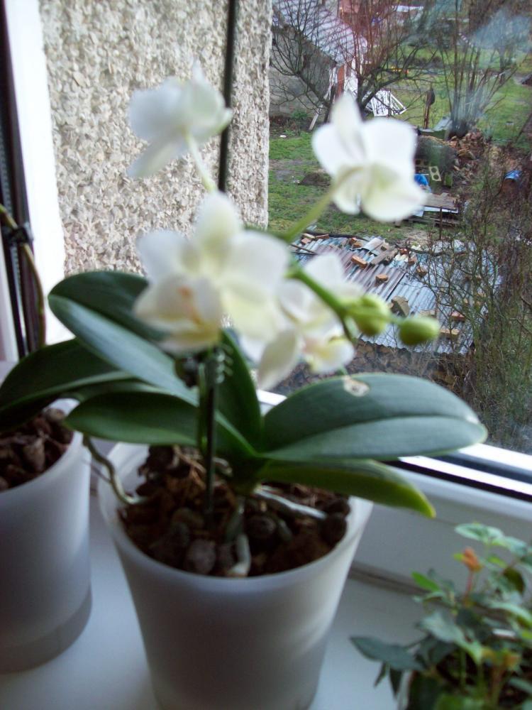 W moim domu na dobre zadomowiła się wiosna :), zdjęcie 43