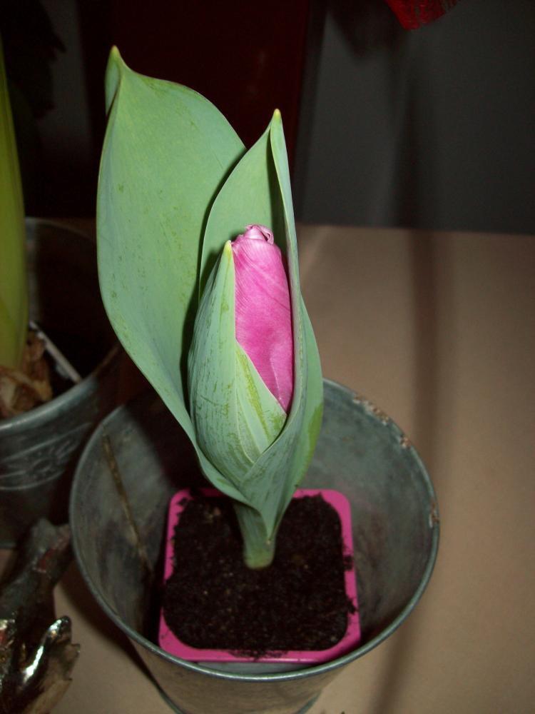 W moim domu na dobre zadomowiła się wiosna :), zdjęcie 25