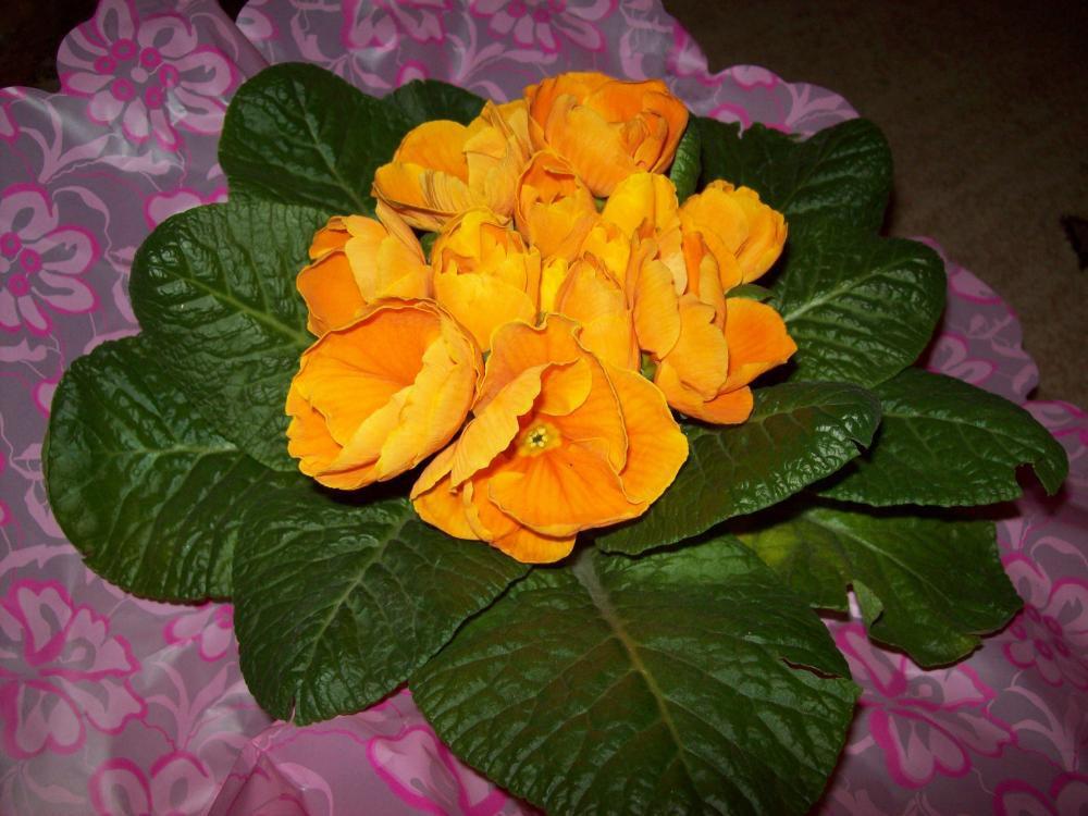 W moim domu na dobre zadomowiła się wiosna :), zdjęcie 13