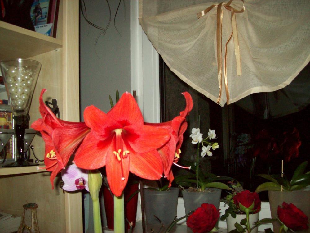 W moim domu na dobre zadomowiła się wiosna :), zdjęcie 30