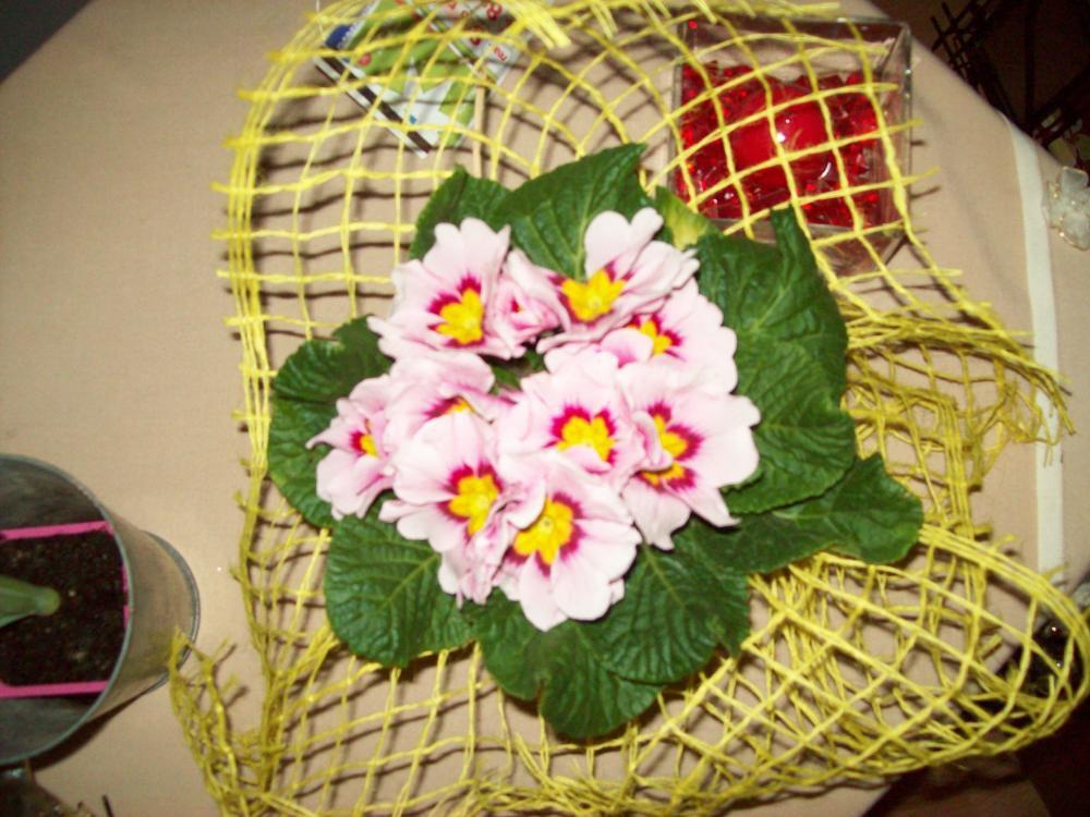 W moim domu na dobre zadomowiła się wiosna :), zdjęcie 24