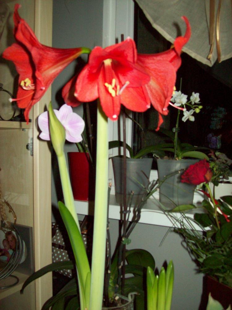 W moim domu na dobre zadomowiła się wiosna :), zdjęcie 4